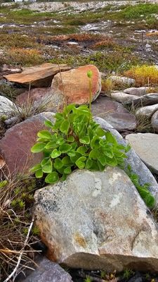 Parnassia - Parnassia palustris 