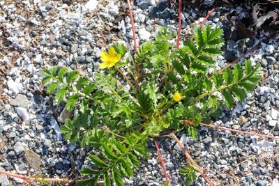 Zilverschoon -  Potentilla anserina  