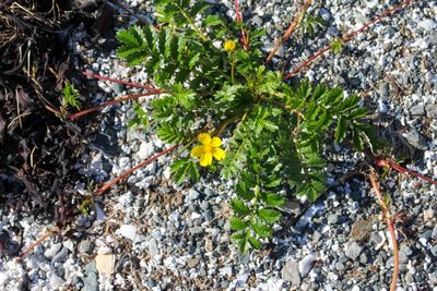 Zilverschoon -  Potentilla anserina  