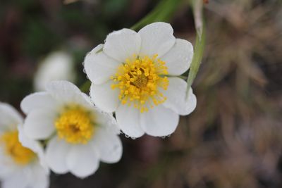 Zilverkruid - Dryas octopetala