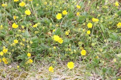 Donzige ganzerik - Potentilla crantzii