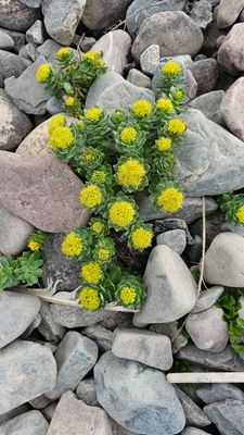Rozewortel - Rhodiola rosea  