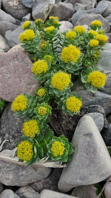 Rozewortel - Rhodiola rosea  