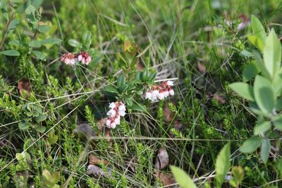 Rode bosbes - Lingonberry - Vaccinium vitis-idaea