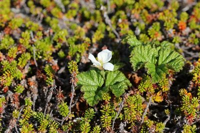Kruipbraam - Rubus chamaemorus