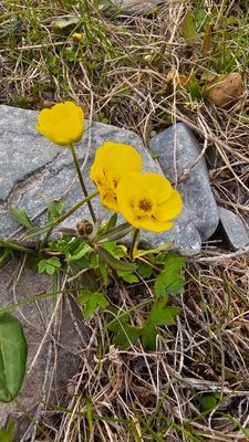 Scherpe boterbloem - Ranunculus acris