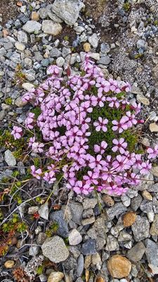 Stengelloze silene - Silene acaulis  