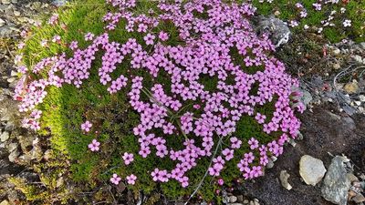 Stengelloze silene - Silene acaulis