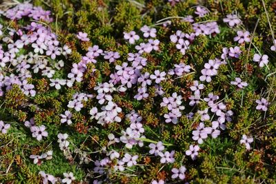 Stengelloze silene - Silene acaulis  