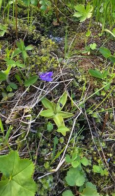 Vetblad -  Common butterwort - Pinguicula vulgaris