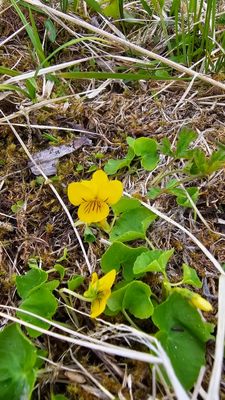 Tweebloemig viooltje - Viola biflora