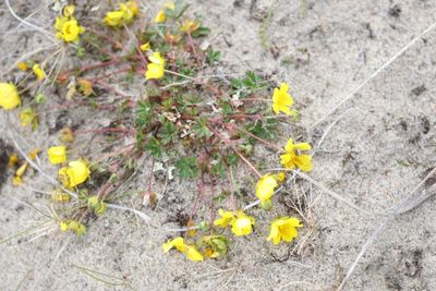 Voorjaarsganzerik - Potentilla verna