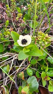 Zweedse kornoelje - Cornus suecica