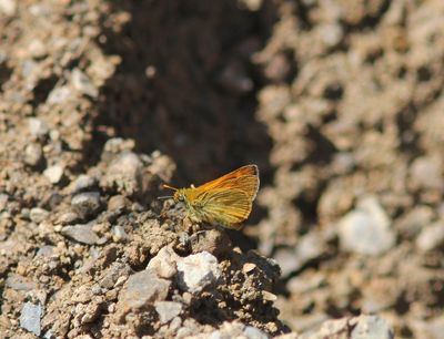 Thymelicus acteon - Dwergdikkopje 