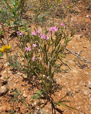 Fraai duizendguldenkruid - Centaurium pulchellum   