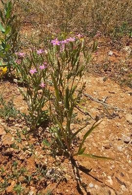 Fraai duizendguldenkruid - Centaurium pulchellum   