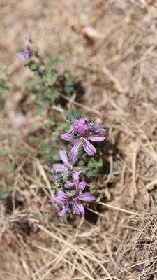 Groot kaasjeskruid - Malva sylvestris  