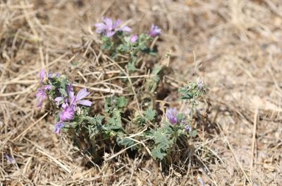 Groot kaasjeskruid - Malva sylvestris  