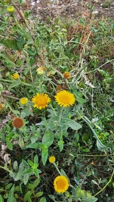 Heelblaadjes -Pulicaria dysenterica   