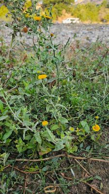 Heelblaadjes -Pulicaria dysenterica   