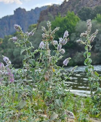 Hertsmunt - Mentha longifolia   