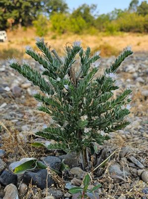 Italiaans slangenkruid - Echium italicum