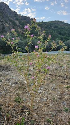 Knoopkruid - Centaurea jacea