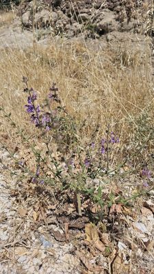 Kleinbloemige salie - Salvia verbenaca 