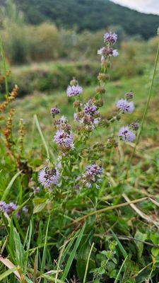 Polei - Mentha pulegium 