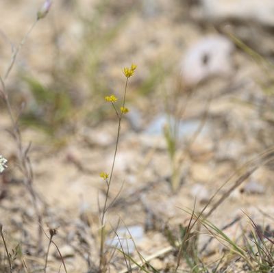 Sikkelgoudscherm - Bupleurum falcatum  