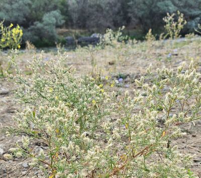 Wijdvertakte centaurie - Centaurea diffusa 