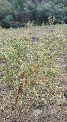 Wijdvertakte centaurie - Centaurea diffusa  