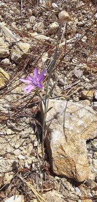 Blauwe sla Lactuca perennis