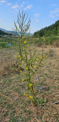 gegolfde toorts - Verbascum sinuatum