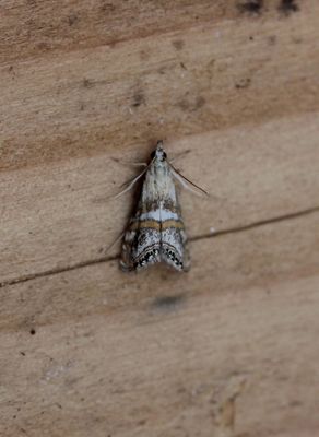 Euchromius anapiellus