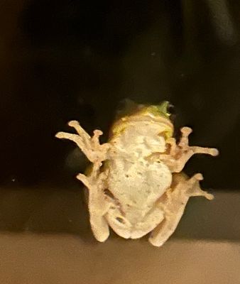 frog on window.jpeg
