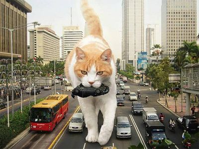 cats rule 13.jpg