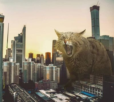 cats rule 14.jpg