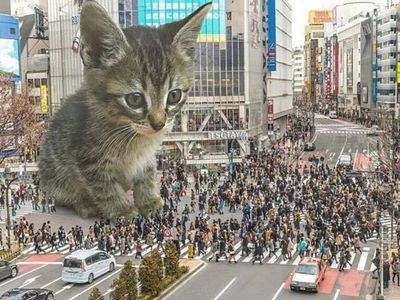 cats rule 15.jpg