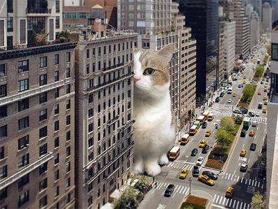 cats rule 23.jpg