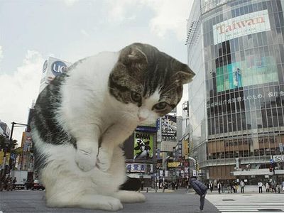 cats rule 4.jpg