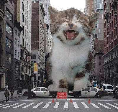 cats rule 5.jpg