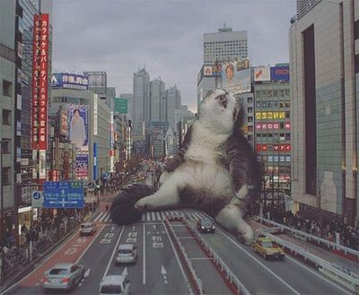 cats rule 7.jpg