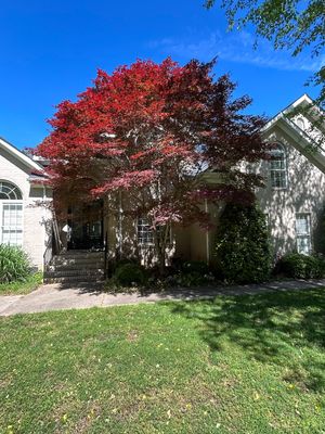 Japanese Red Maple 2.jpg