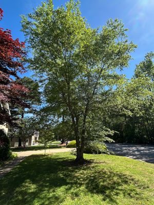 front yard small tree 2.jpg