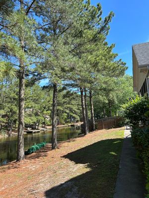 backyard 3.jpg