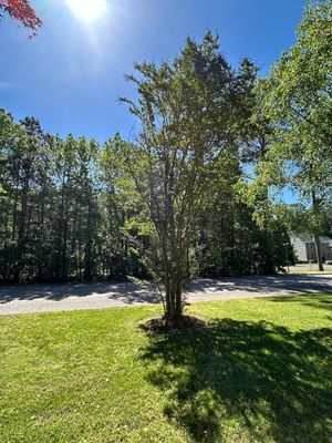 front yard small tree.jpg