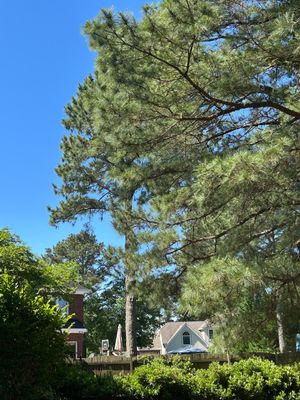 backyard up view.jpg