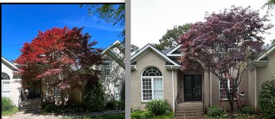 trees_at_our_vb_home