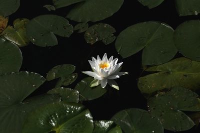 flower.jpg